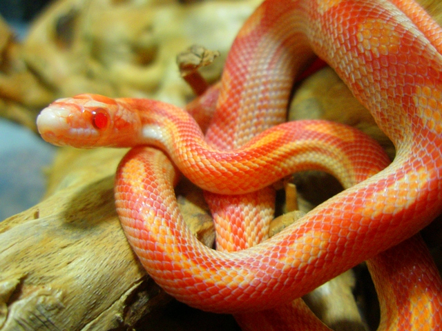 Содержание змей и уход за ними в Нижних Сергах | ЗооТом портал о животных